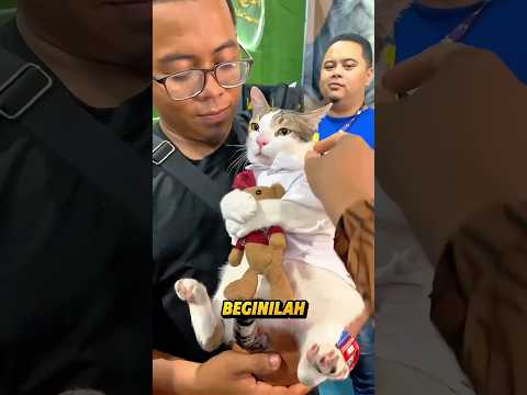 Kucing Ini Ngambek Parah Gara-Gara Bonekanya Diambil! #shorts #kucingviral #boneka #videoviral