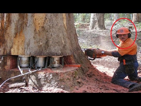 Amazing Dangerous Fastest Big Tree Felling Chainsaw Skills - Biggest Wood Cutting Sawmill Machines
