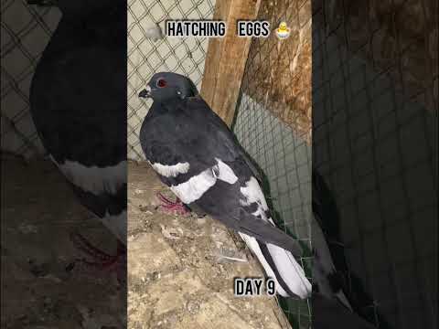 Black Gandadar Eggs #shorts#reels#pigeon#kabutar#hatching#egg#pigeonbreeding