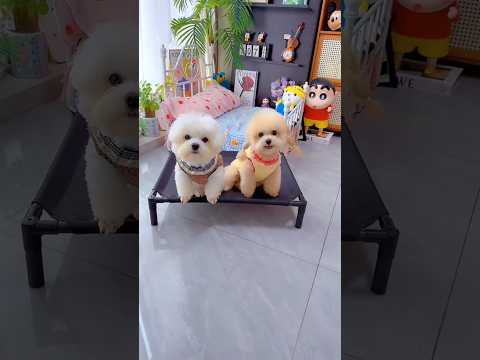 Cute dog. #shortsshorts #viralshort #viralvideo #funydog1010 #poodle #usadogs #cutepuppy #funny #dog