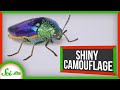 Understanding Iridescence and Camouflage in Jewel Beetles