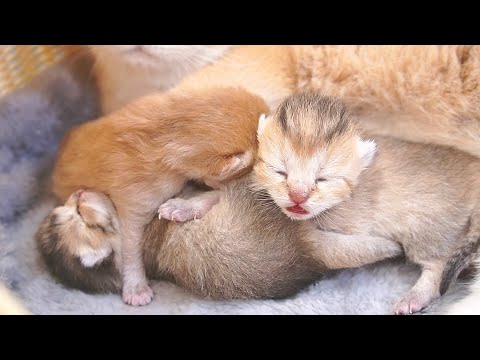 The kittens meowed loudly, snuggling closer to their mother so adorably