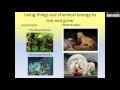 Exploring Traits of Living Organisms