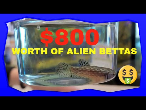 FISH UNBOXING 2020@ BFR FISH UNBOXING 2020@ BFR. Please subscribe  https_//www.youtube.com/c/BensonsFish...

The Russian was