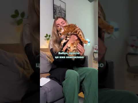 Котик може мстити?