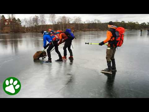 Kind Ice Skaters Save Wild Boar Stuck On Frozen Lake