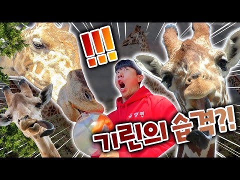 기린이 슈뻘맨을 덮쳤다?! 슈뻘맨 위기!? 살려줘!!