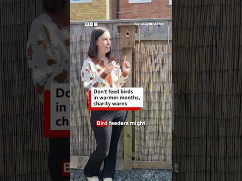 Don't feed birds in warmer months, charity warns. #Birds #BirdFeeder #BBCNews