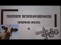Understanding Hardware Disease in Cattle