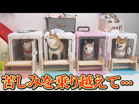 柴犬4兄妹の幸せな日常と微笑ましい瞬間をお楽しみください サムネイル