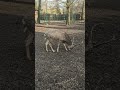 Crocodile Identification and Conservation