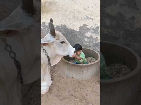 संकट में आज वो धरती #shorts #youtubeshorts #cowvideos #cow #gau