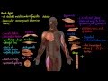 Muscle Types and Characteristics