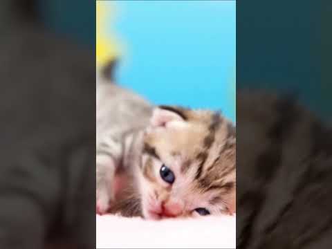 Funny Baby Kitten 😂