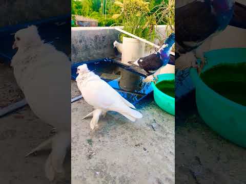 #pigeon #karaoke #shortvideo #viral #shorts