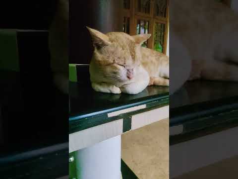 ഉറങ്ങാണ്😴#catvideos #catlovers #subscribenow #trendingshorts
