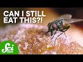 Understanding Flies and Climate Action