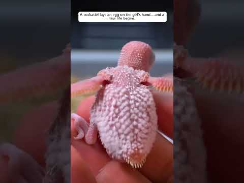 This girl saved a baby cockatiel from its egg and then...