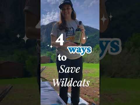 4 Ways To Save Wild Cats