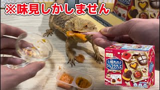 【トカゲに邪魔されクッキング】 知育菓子作りしたらトラブル続出…