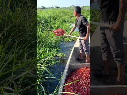 Biến đầu tôm hùm vứt đi thành mỏ vàng nhờ nuôi thứ này