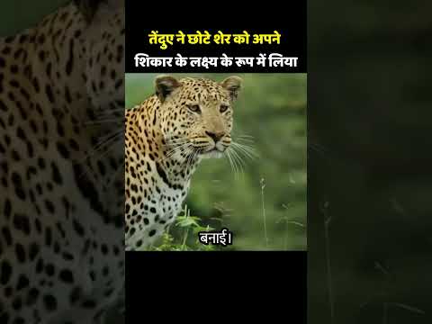 The leopard took the little lion as its hunting target, but it ended up paying a heavy price for it!