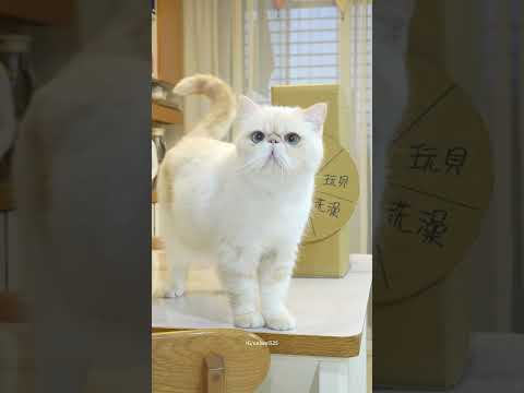 無所謂了~反正最後都是洗澡🛁 #cat #貓 #貓咪洗澡 #命運 #pets #寵物友善日常 #主人 #cute