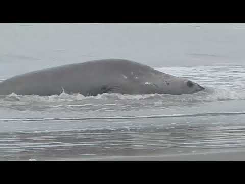 LA PESCA SE INTERRUMPIÓ AL VER EMERGER UN ANIMAL GIGANTE DEL MAR