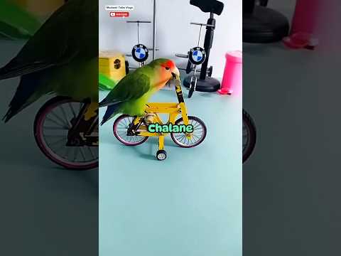 Parrot Toys Training 🦜- LwM day 25/1000 @MudassirTalks