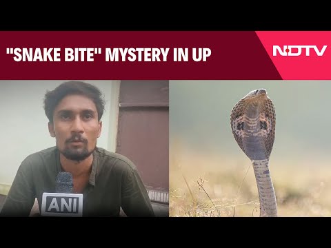 UP News | UP Man Claims Snake Bit Him 7 Times In 40 Days, Seeks Money For Treatment