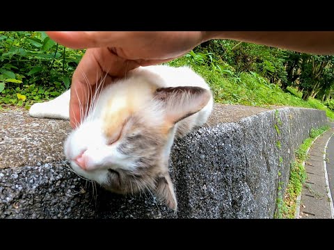 感動猫動画の最新動画 Youtubeランキング