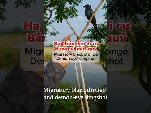 Hạ Chim Đen Di Cư Bằng Ná Mắt Quỷ | Hunting Migratory Black Drongo with Devil-Eye Slingshot
