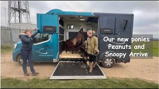 Our new ponies Peanuts and Snoopy Arrive: TV Episode 592