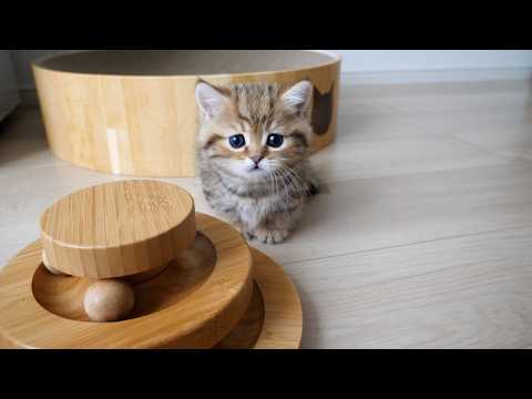 Cute kitten who got excited playing with toys...