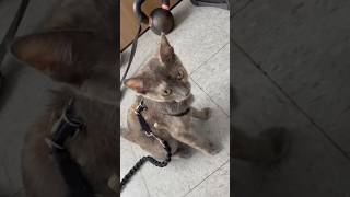@MatadorTraining Mascot 🐈🥊