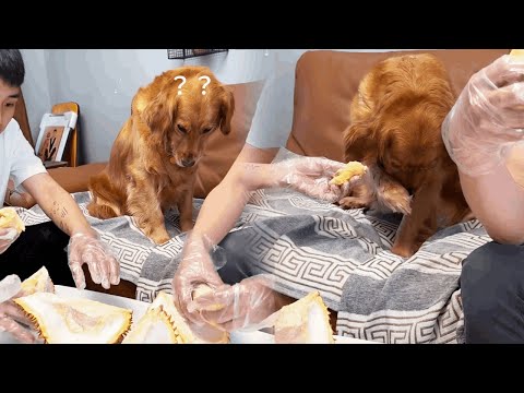 Funny Dog |Dog Dislikes: Even Dogs Don’T Want To Eat This#Cuihuastory #Cute Pet