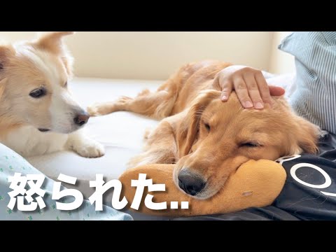 犬たちのイタズラと驚きの怒られ方を紹介【ゴールデンレトリバー・ボーダーコリー】 サムネイル