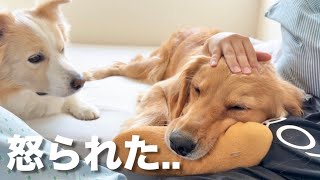 兄犬にとんでもないイタズラをして激怒された犬がこちらです...【ゴールデンレトリバー・ボーダーコリー】