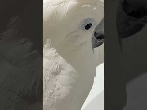 洗濯機の中をガン見するオウム【素材Ver.】