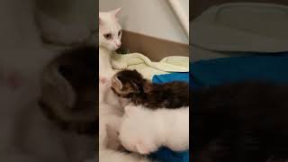 Kittens Exist part 2