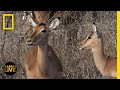 Wildlife Tracking and Behavior Insights