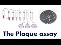 Plaque Assay Techniques and Calculations