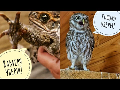 Кошка Морошка надавила на жабу немножко. Сыч Лучик опять обругал кошку матом