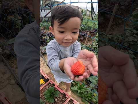 Dâu Tây trái bói.