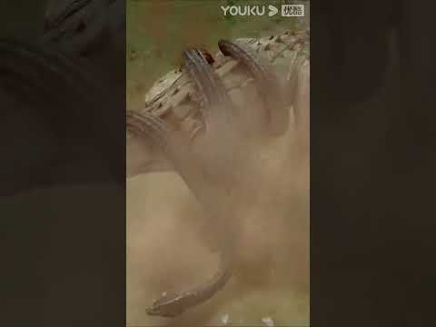 "عظاءة بريسكوس" ｜Varanus Priscus｜سحلية الشاشة عض الأفعى العملاقة في لدغة واحدة!｜YOUKU