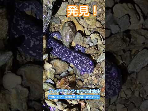 見つけた！イシヅチサンショウウオの幼体！ Isizuchi salamander, Hynobius hirosei ≫生物ハンター加藤英明【 公式】かとチャン
