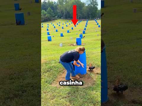 O criatório de galinhas mais organizado do mundo