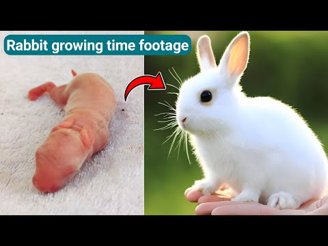 Watch rabbit growth - Baby Rabbit Growing Up Day By Day | 1 To 21 Days