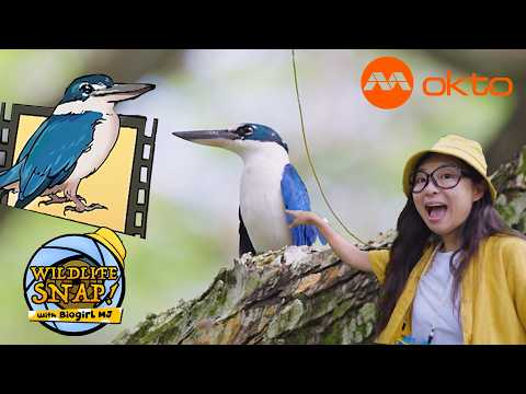 HINDHEDE WILDLIFE ADVENTURE SINGAPORE BIRDS 🐦🌿📸| Wildlife Snap! With Biogirl MJE14 | @mediacorpokto