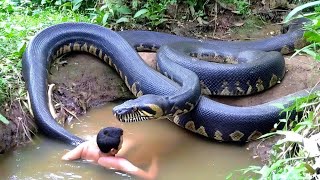 Massive Jungle Encounter: When Nature Gets Too Close